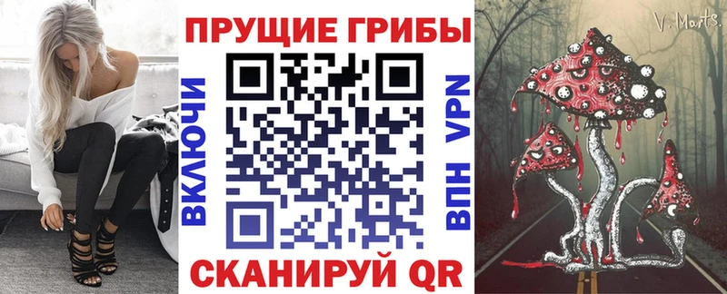 Галлюциногенные грибы Psilocybine cubensis Курчалой